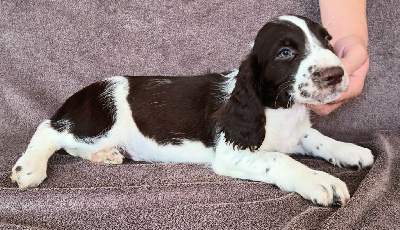 Les chiots de English Springer Spaniel