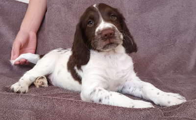 Les chiots de English Springer Spaniel