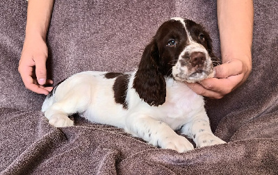 Les chiots de English Springer Spaniel