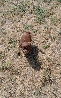 Les chiots de Chihuahua