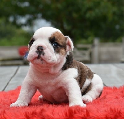 Les chiots de Bulldog Anglais