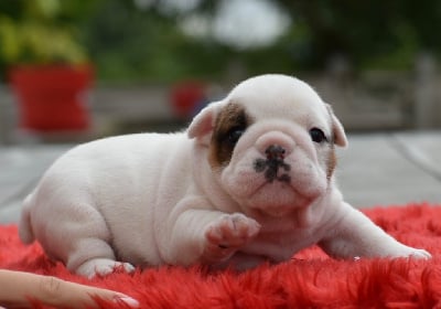 Les chiots de Bulldog Anglais