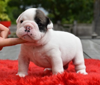 Les chiots de Bulldog Anglais