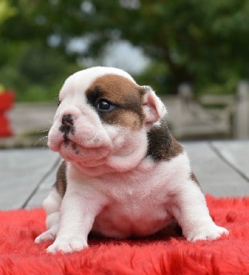 Les chiots de Bulldog Anglais