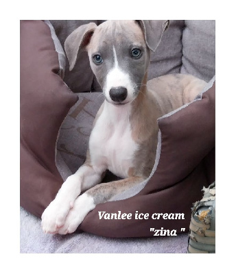 Les chiots de Whippet