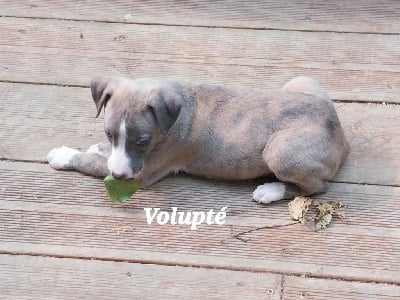 Volupté - Whippet