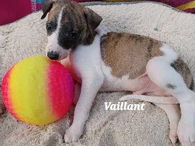 Vaillant - Whippet