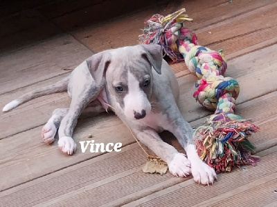 Vince - Whippet