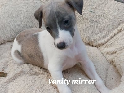 Vanity mirror (miroir de courtousie) - Whippet