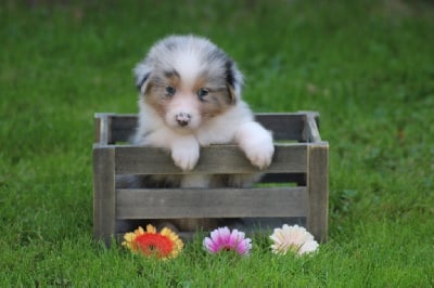 Les chiots de Berger Australien