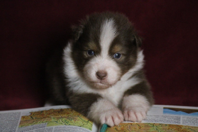 Les chiots de Berger Australien