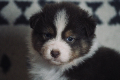 Les chiots de Berger Australien