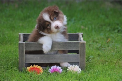 Les chiots de Berger Australien