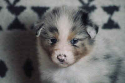 Les chiots de Berger Australien