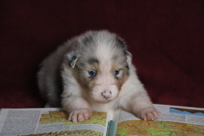 Les chiots de Berger Australien