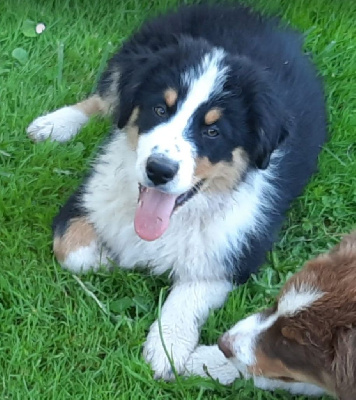 Les chiots de Berger Australien