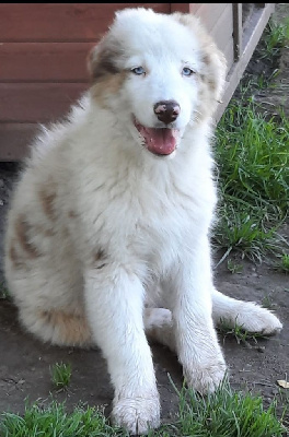 Les chiots de Berger Australien