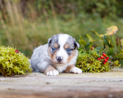 Les chiots de Berger Américain Miniature 