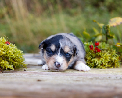 Les chiots de Berger Américain Miniature 