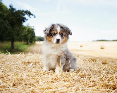 Les chiots de Berger Américain Miniature 