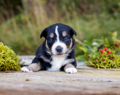 Les chiots de Berger Américain Miniature 