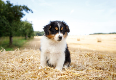 Les chiots de Berger Américain Miniature 