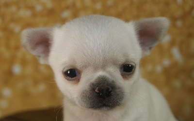 Les chiots de Chihuahua