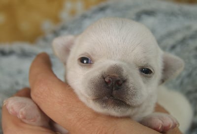 Les chiots de Chihuahua