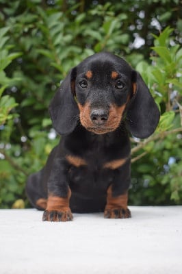 Les chiots de Teckel poil ras