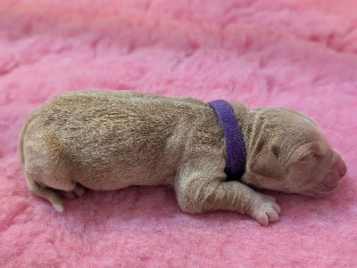 Les chiots de Golden Retriever