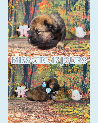 Les chiots de Eurasier