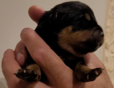 Les chiots de Rottweiler