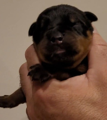 Les chiots de Rottweiler