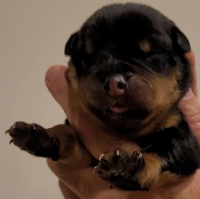 Les chiots de Rottweiler