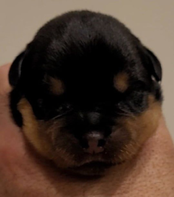 Les chiots de Rottweiler