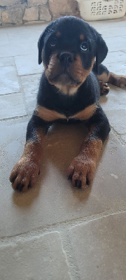 VEGA - Rottweiler