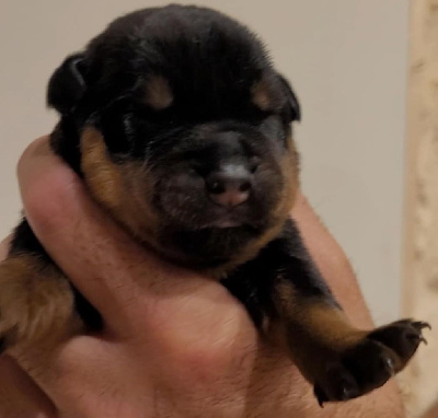 Les chiots de Rottweiler