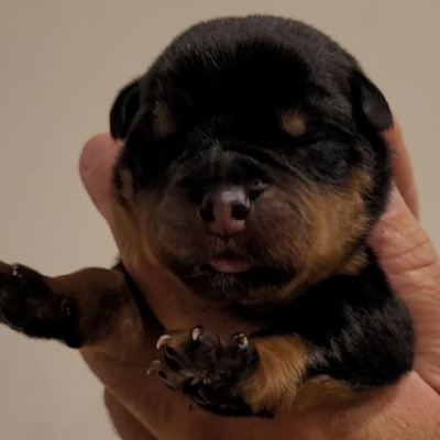 Les chiots de Rottweiler