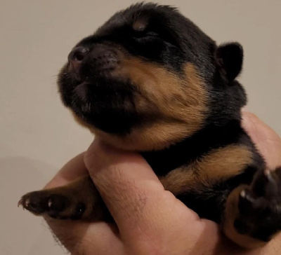 Les chiots de Rottweiler