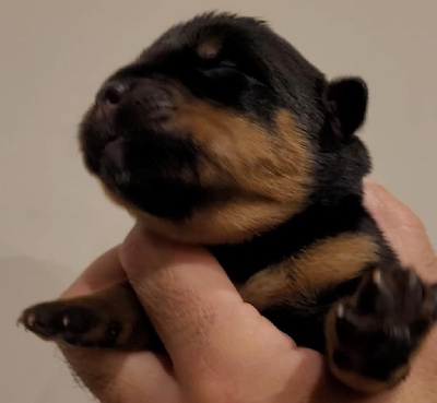 Les chiots de Rottweiler