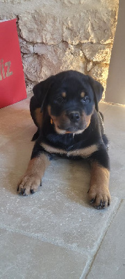 Les chiots de Rottweiler