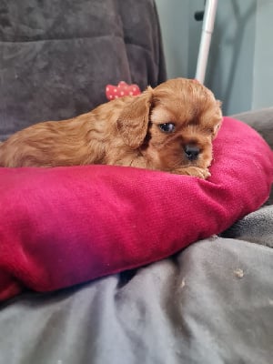 Les chiots de Cavalier King Charles Spaniel