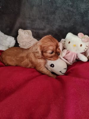 Les chiots de Cavalier King Charles Spaniel