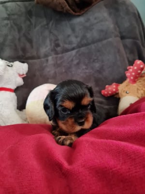 Les chiots de Cavalier King Charles Spaniel