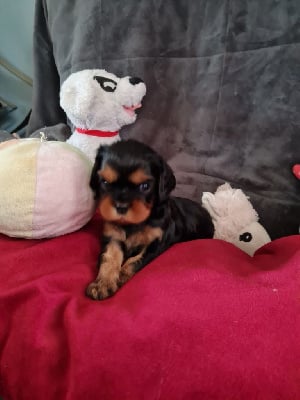 Les chiots de Cavalier King Charles Spaniel