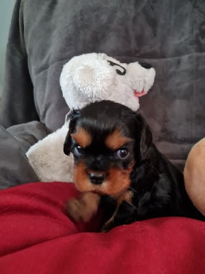 Les chiots de Cavalier King Charles Spaniel