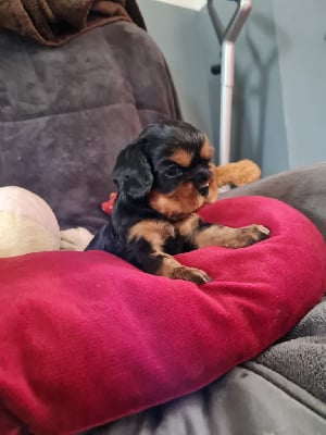 Les chiots de Cavalier King Charles Spaniel