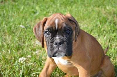 Les chiots de Boxer