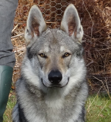 De L'Orée Du Loup