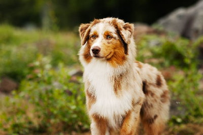 Les chiots de Berger Australien